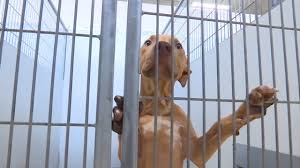Tell us more about your event. Cumberland County Animal Shelter Will Open For Appointment Adoptions No Euthanizations Pets Since March Abc11 Raleigh Durham