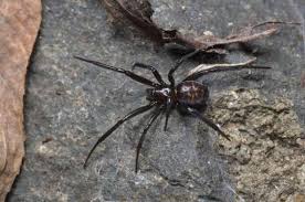 Mature black widow females have shiny, black bodies. Black Widow If You Have Animal Speak By Ted Andrews Facebook