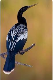 Birds That Don T Fly Well Pin By Nancy J S Photo Creations On Art Wild Bird Photography Birds Pretty Birds Birds Flying