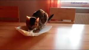 Angry Bengal Cat Falls Off Table Hd Caturday Cat Caturday Instacat Ilovemycat Cat Catlovers Kitties Kittens Love Animall Bengal Cat Cats Cat Lovers