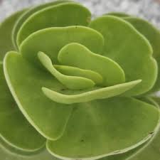 Piantine di portulaca online : Carnosa Spinosa Altra Splendida Crassulacea Greenovia Facebook