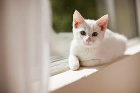 Cats can live for more than 100 human years! Calculate How Old Your Cat Is In Human Years