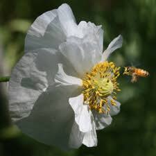 Image result for Papaveraceae