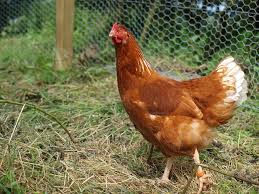 Cara Beternak Ayam Petelur Agar Cepat Bertelur Dan Produktif Investasi Untung