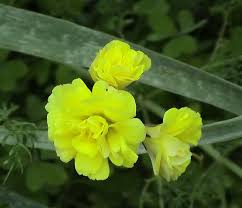 Image result for Oxalis pes-caprae