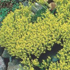 Gold moss (sedum sarmentosum) (bunge): Goldmoss Stonecrop Sedum Acre My Garden Life