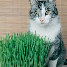 Growing cat grass just became even more economical! Cat Grass