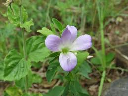 Image result for Barleria galpinii