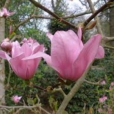 The first time i saw it 3 years ago, i stopped dead in the road just staring. Magnolia Vulcan Magnolias Millais Nurseries