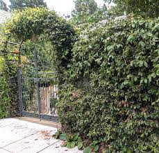 Image result for Ficus tremula