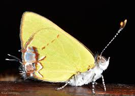 Image result for Telechrysis tripuncta