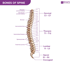 Die besten produkte aus 2021 gesucht? Bones Of Spine Anatomy Of Vertebral Column