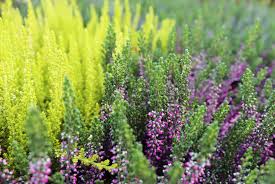Image result for Calluna vulgaris