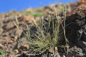 Image result for Enneapogon desvauxii