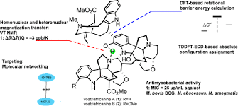 Image result for Voacanga pachyceras