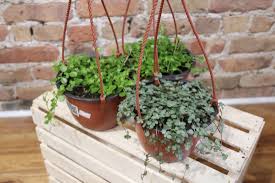 Image result for Pilea