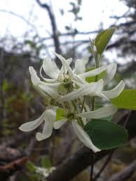 Image result for Amelanchier ovalis