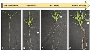 Image result for Brachypodium