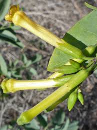 Image result for Nicotiana glauca
