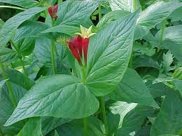 Maybe you would like to learn more about one of these? Spigelia Marilandica Part Shade To Shade Zone 5 Tolerate Drought Dry Soil 1 2 Ft Tall 1 2 1 5 Wide Plants Partial Shade Perennials Herbaceous Perennials