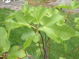 Check spelling or type a new query. How To Grow Fig Trees In Containers Dengarden