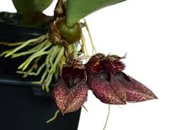 Image result for Bulbophyllum sp. nov