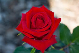 Climbing roses are vigorous, easy to grow, and add a lot to your garden. How To Grow Hybrid Tea Roses And Old Fashioned Tea Roses Hgtv