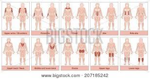See muscle anatomy stock video clips. Muscle Group Chart Vector Photo Free Trial Bigstock