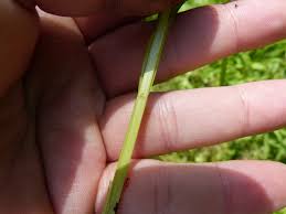 Image result for Carex echinochloe