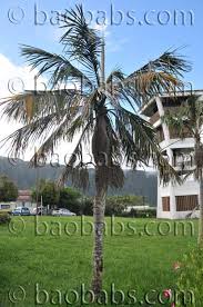 Image result for Acanthophoenix