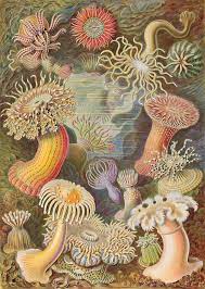 Check spelling or type a new query. Anemon Laut Wikipedia Bahasa Indonesia Ensiklopedia Bebas