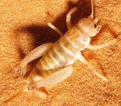 Camel crickets do not bite or sting. Desert Camel Cricket Daihinibaenetes Bugguide Net