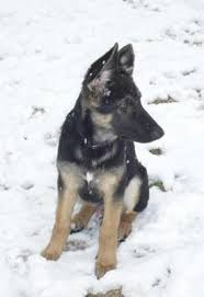 We then figured out that this rescue thing was going to take lots of effort. 2 Male German Shepherd Puppies Living Together In Peace