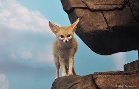 Morning Greetings Fennec Fox Fennec Fox Fox Animals
