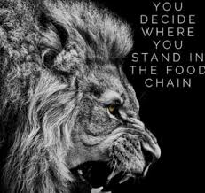 Black And White Lion Wallpaper Iphone Pin By Yevgeniy Kaufov On Leo Pix Lion Wallpaper Black And White Lion Lion Hd Wallpaper