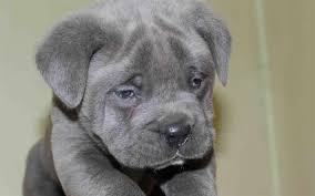 Pin On Cane Corso Lovers