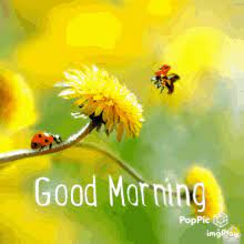 See more ideas about good morning, good morning quotes, good morning greetings. Good Morning Vibes Gifs Tenor