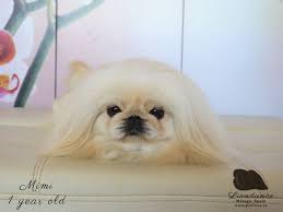 Black And White Pekingese Puppies For Sale Beautiful Cream White Parti Colored Peke Pekingese Puppies Pekingese Dogs Pekingese