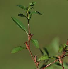 Image result for Grewia glandulosa