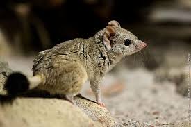 Nature And More Mammals Australia Animals Animals