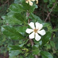 Image result for Catunaregam stenocarpa