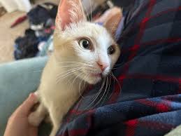 Flame point? Dilute orange tabby? + Green eyes! : r/CatGenetics