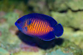 Coral Beauty Angelfish The Best First Angel Marine Fish Algaebarn Com
