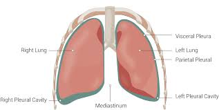 Anatomy Thorax Mediastinum Article