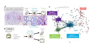 Stem cell function during plant vascular development. A New Mechanism Behind Continuous Stem Cell Activity In Plants
