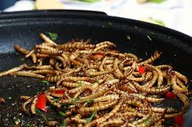 We did not find results for: How To Get Rid Of Darkling Beetles In The Home Naturally Bugwiz