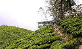 A year of the world's best beaches there's a perfect beach for every week of the year. Places To Visit In Cameron Highlands Malaysia Bohemian Vagabond Jacki Ueng