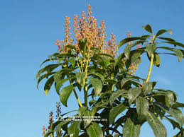 Image result for Pieris japonský bonfire obrázek