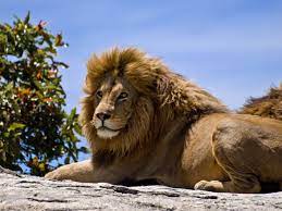 Check spelling or type a new query. Lion Simple English Wikipedia The Free Encyclopedia