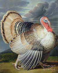 Maybe you would like to learn more about one of these? Acrylic Turkey Painting Painting Inspired